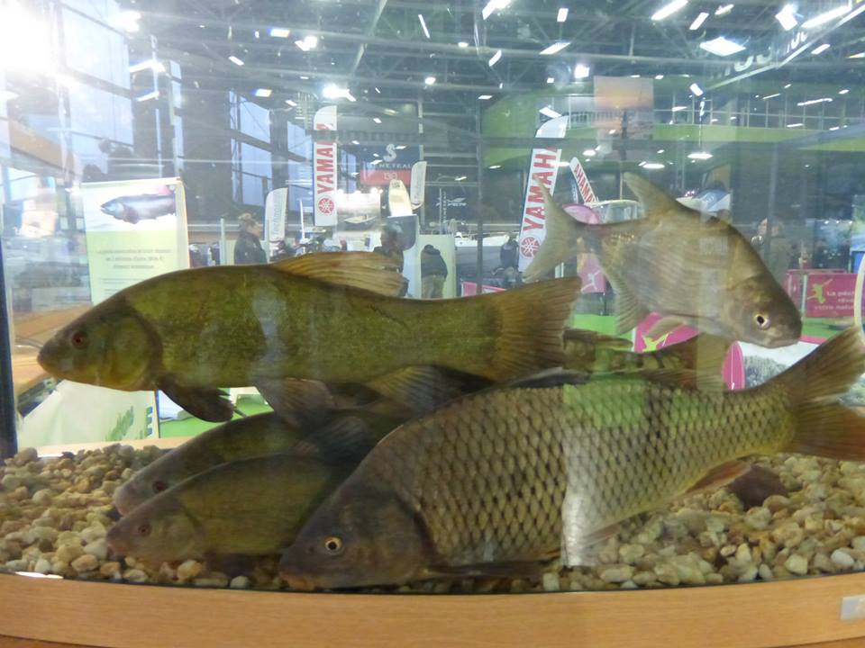 Salon européen des pêches